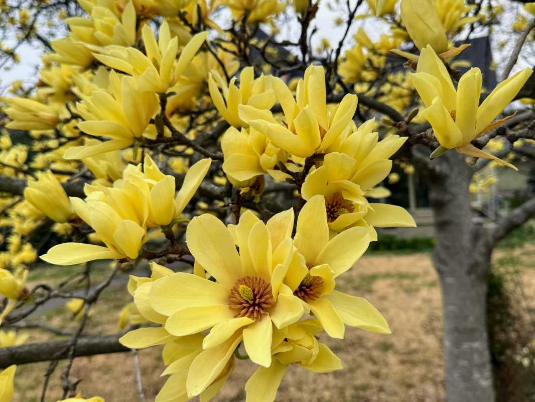 Tackling the Most Challenging Garden Plants and Flowers